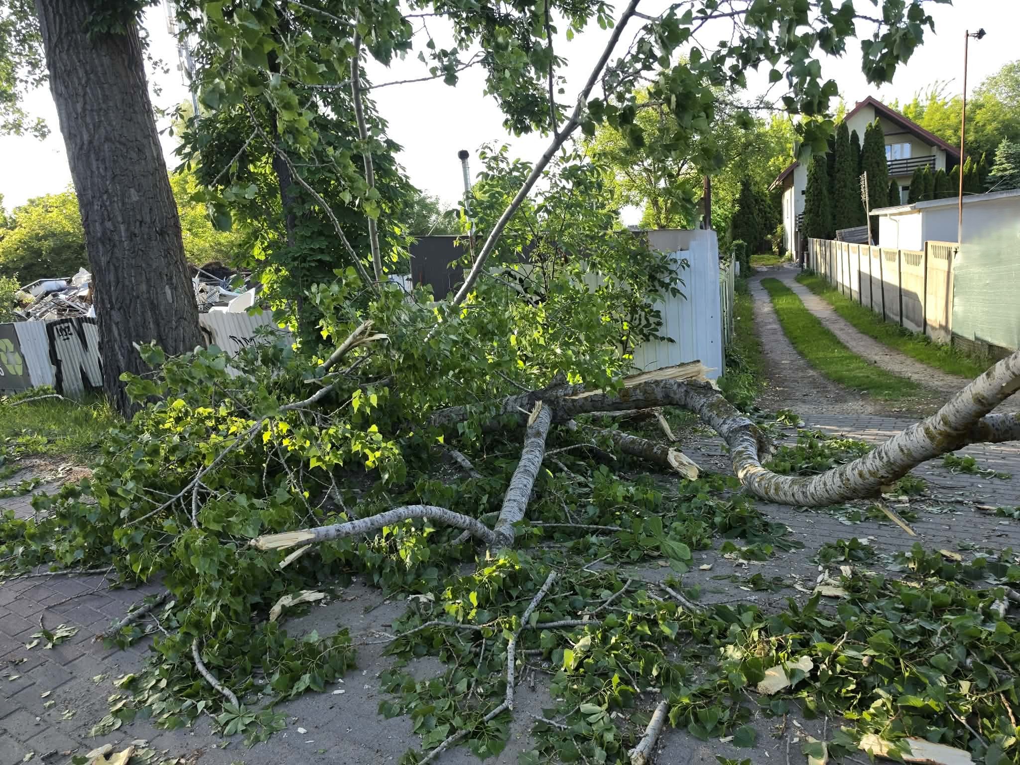 Drzewo runęło na chodnik w Ząbkach. Strażacy interweniowali przy ul. Łodygowej