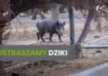 Kobyłka - Preparat odstraszający dziki