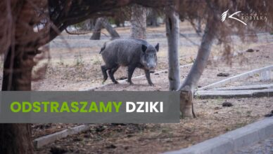 Kobyłka - Preparat odstraszający dziki