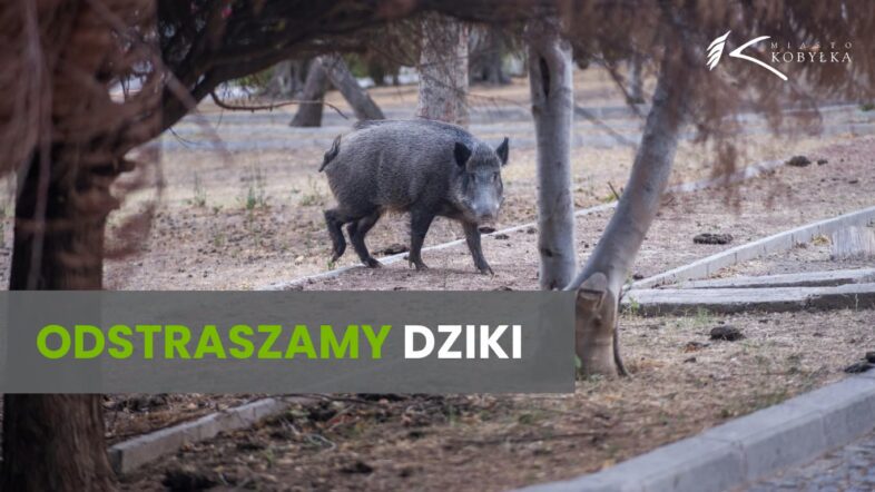 Kobyłka - Preparat odstraszający dziki