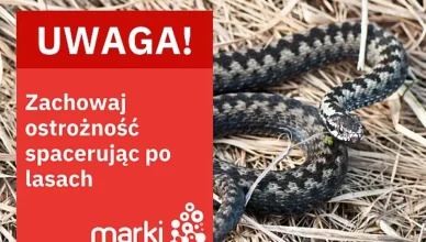 Żmije zygzakowate