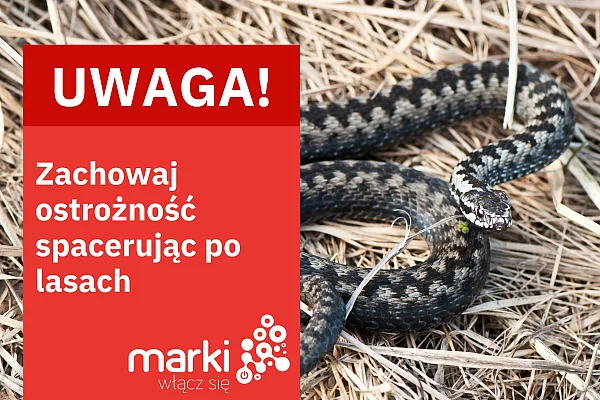 Żmije zygzakowate