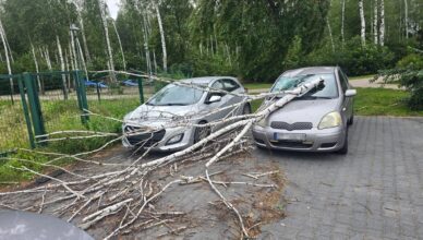 Seria interwencji po wichurze w Ząbkach. Powalone drzewa blokowały ulice, chodniki i niszczyły samochody