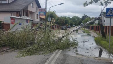 Wichura łamała drzewa w Wołominie, Lipinkach i Zagościńcu. Strażacy interweniowali od rana do popołudnia