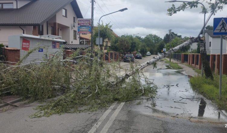 Wichura łamała drzewa w Wołominie, Lipinkach i Zagościńcu. Strażacy interweniowali od rana do popołudnia